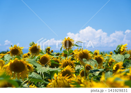夏の青空とひまわり 夏の青空とひまわり 141929831