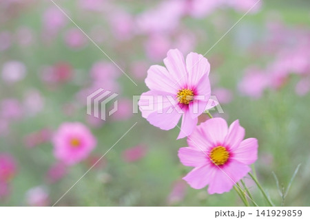 花畑に咲いたピンク色のコスモス 花畑に咲いたピンク色のコスモス 141929859