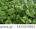 Close-up of fresh Sissoo spinach leaves growing in a garden. Healthy organic greens, ideal for concepts of agriculture, gardening, nutrition, vegan food, fresh produce, and sustainable farming. 141929881