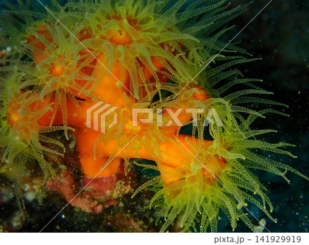 触手を広げたエントウキサンゴの水中写真（鮮やかなオレンジのポリプ） 141929919
