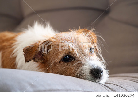 Close up of sleepy wire haired puppy resting on soft blanket at home. 141930274
