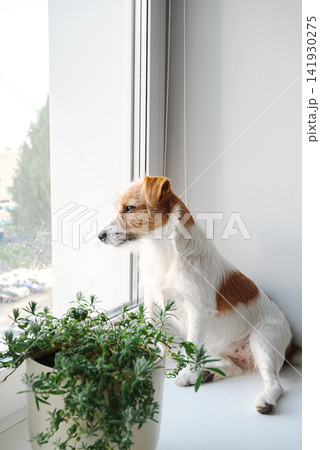 Small dog sitting beside potted plant on bright windowsill, looking outside with thoughtful expression. 141930275