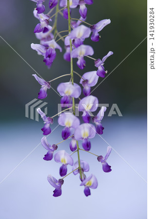 紫色の藤の花が咲いています。学名はWisteria floribundaです。 紫色の藤の花が咲いています。学名はWisteria floribundaです。 141930284