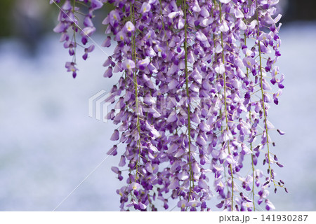 紫色の藤の花が咲いています。学名はWisteria floribundaです。 紫色の藤の花が咲いています。学名はWisteria floribundaです。 141930287