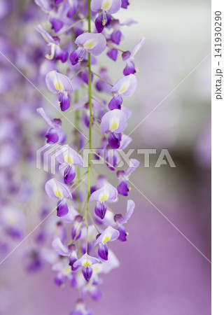 紫色の藤の花が咲いています。学名はWisteria floribundaです。 紫色の藤の花が咲いています。学名はWisteria floribundaです。 141930290