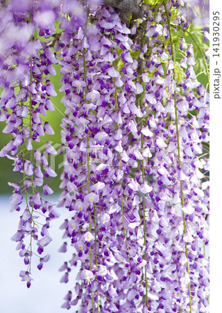 紫色の藤の花が咲いています。学名はWisteria floribundaです。 紫色の藤の花が咲いています。学名はWisteria floribundaです。 141930295
