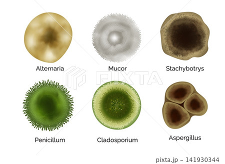 A set of mold colonies: Alternaria, Mucor, Stachybotrys, Penicillium, Cladosporium, Aspergillus. 141930344