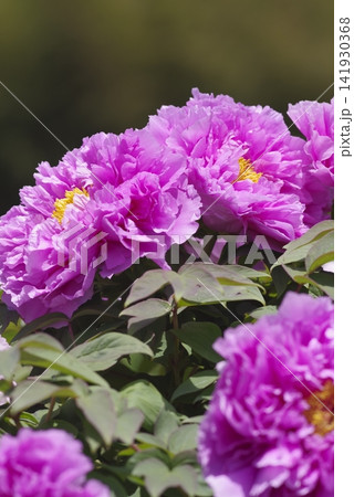 ピンク色の牡丹の花が咲いています。 ピンク色の牡丹の花が咲いています。 141930368