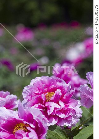 ピンク色の牡丹の花が咲いています。 ピンク色の牡丹の花が咲いています。 141930375