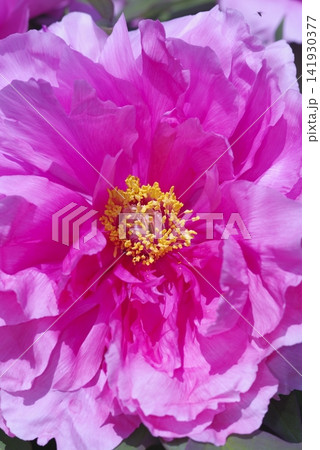 ピンク色の牡丹の花が咲いています。 ピンク色の牡丹の花が咲いています。 141930377