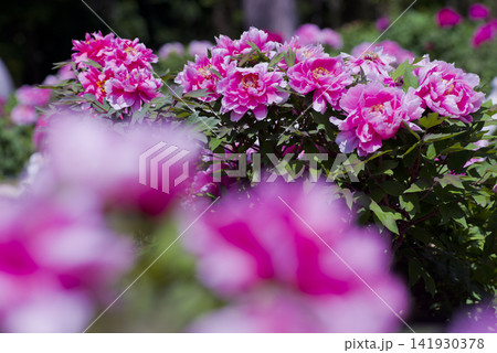 ピンク色の牡丹の花が咲いています。 ピンク色の牡丹の花が咲いています。 141930378
