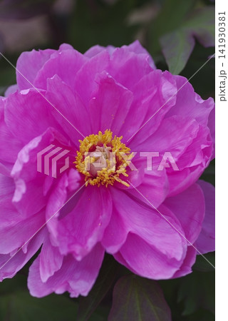 ピンク色の牡丹の花が咲いています。 ピンク色の牡丹の花が咲いています。 141930381