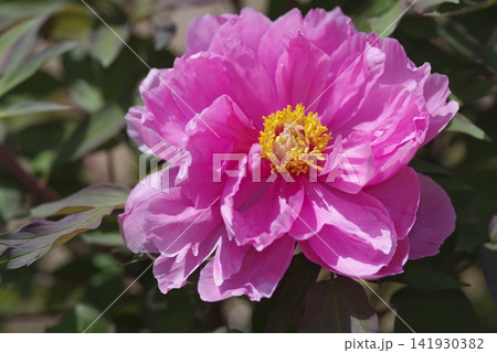 ピンク色の牡丹の花が咲いています。 ピンク色の牡丹の花が咲いています。 141930382