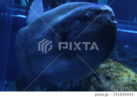水槽の中を泳ぐ巨大なマンボウの顔 水槽の中を泳ぐ巨大なマンボウの顔 141930443