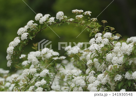 この白い花の名前はコデマリです。学名:Spiraea cantoniensis この白い花の名前はコデマリです。学名:Spiraea cantoniensis 141930548