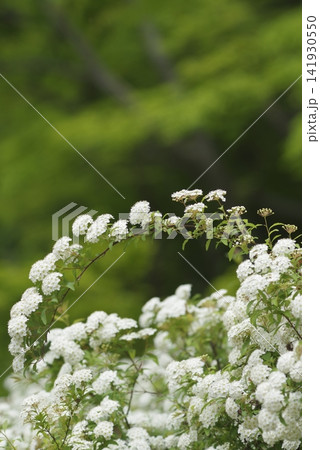 この白い花の名前はコデマリです。学名:Spiraea cantoniensis この白い花の名前はコデマリです。学名:Spiraea cantoniensis 141930550