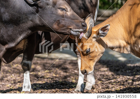 Family of Banteng, Bos javanicus or Red Bull is a type of wild cattle. 141930558