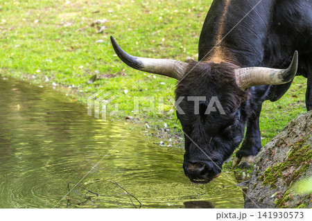 Heck cattle, Bos primigenius taurus or aurochs in a German park Heck cattle, Bos primigenius taurus or aurochs in a German park 141930573