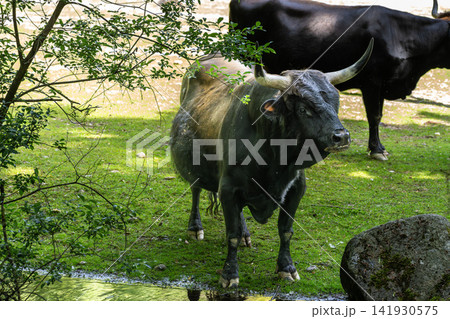 Heck cattle, Bos primigenius taurus or aurochs in a German park Heck cattle, Bos primigenius taurus or aurochs in a German park 141930575