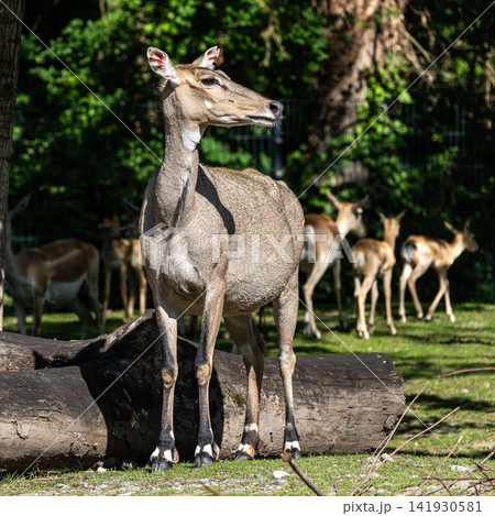 The nilgai or blue cow. Boselaphus tragocamelus is the largest Asian antelope 141930581