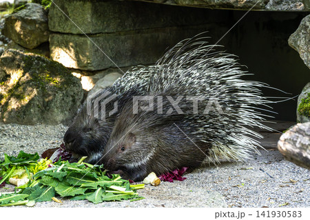 Indian crested Porcupine, Hystrix indica in a german nature park 141930583