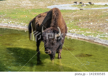 American buffalo known as bison, Bos bison in a german park 141930585