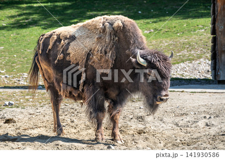 American buffalo known as bison, Bos bison in a german park 141930586