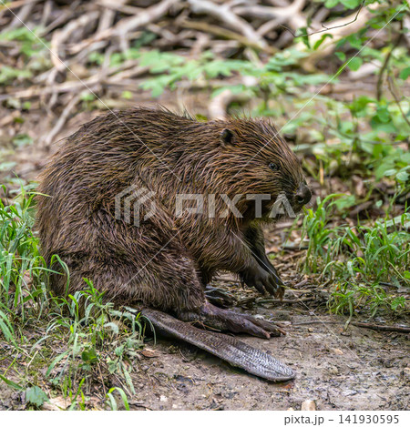 Adult Eurasian beaver, Castor fiber at a river in Munich, Bavaria in Germany Adult Eurasian beaver, Castor fiber at a river in Munich, Bavaria in Germany 141930595