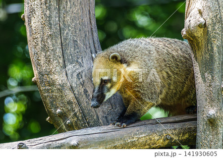 South American coati, Nasua nasua is a coati species from tropical and subtropical South America. 141930605