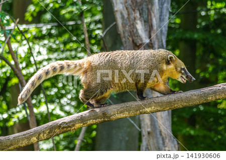 South American coati, Nasua nasua is a coati species from tropical and subtropical South America. South American coati, Nasua nasua is a coati species from tropical and subtropical South America. 141930606