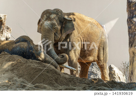 The Asian elephant, Elephas maximus also called Asiatic elephant The Asian elephant, Elephas maximus also called Asiatic elephant 141930619