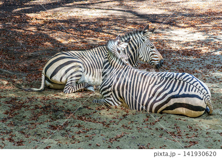 Hartmann's Mountain Zebra, Equus zebra hartmannae. An endangered zebra Hartmann's Mountain Zebra, Equus zebra hartmannae. An endangered zebra 141930620