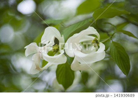 ハナミズキ(花水木)の白い花が開く寸前です。学名はCornus floridaです。 ハナミズキ(花水木)の白い花が開く寸前です。学名はCornus floridaです。 141930689