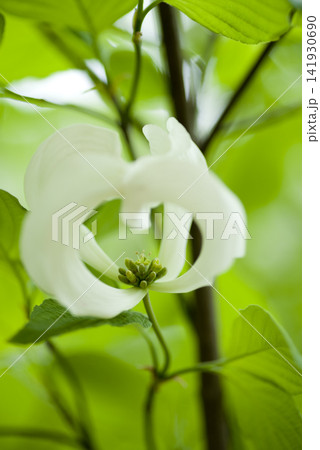ハナミズキ(花水木)の白い花が開く寸前です。学名はCornus floridaです。 ハナミズキ(花水木)の白い花が開く寸前です。学名はCornus floridaです。 141930690