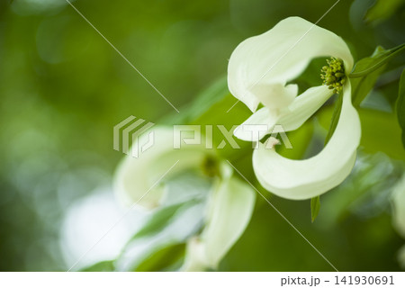 ハナミズキ（花水木）の白い花が開く寸前です。学名はCornus floridaです。 141930691