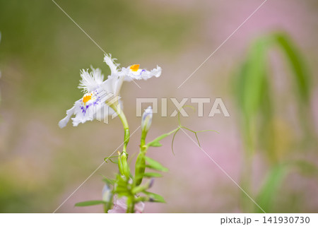 白いジャガの花が咲いています。学名はIris japonicaです。 白いジャガの花が咲いています。学名はIris japonicaです。 141930730