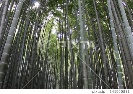 竹林と木漏れ日 竹林と木漏れ日 141930851