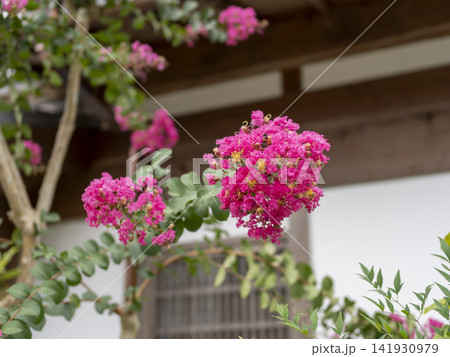 京都 嵯峨野の道沿いに咲くサルスベリの花 京都 嵯峨野の道沿いに咲くサルスベリの花 141930979