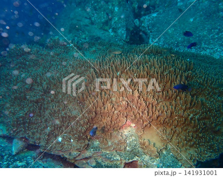 ハナヤサイサンゴの群体と青いスズメダイが泳ぐ熱帯の海中風景 ハナヤサイサンゴの群体と青いスズメダイが泳ぐ熱帯の海中風景 141931001