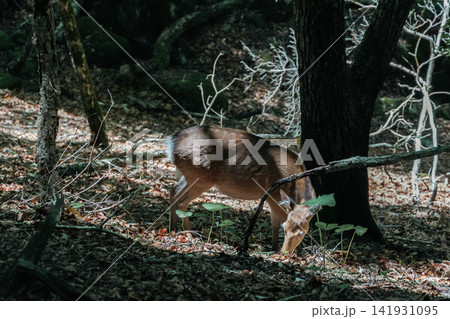 山梨の森林で草を食む野生鹿 山梨の森林で草を食む野生鹿 141931095