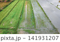 Severe environmental climate crisis causes destructive river overflow that completely submerged agricultural paddy fields and ruined seasonal food crops 141931207