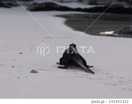 白い砂浜の海辺を歩く野生のウミイグアナの後ろ姿(エクアドル) 白い砂浜の海辺を歩く野生のウミイグアナの後ろ姿(エクアドル) 141931322