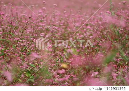 赤そばの花畑(高嶺ルビー) 赤そばの花畑(高嶺ルビー) 141931365