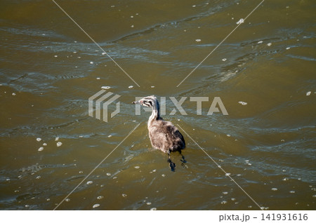 信濃川・やすらぎ堤の鳰(かいつぶり)の若鳥 141931616