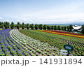 花満開のファーム富田の風景 141931894