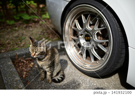 駐車場のキジトラ猫 駐車場のキジトラ猫 141932100