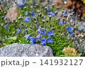 白山のイワギキョウ 141932127