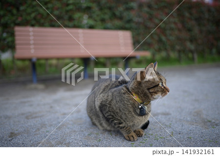 公園のキジトラ猫 公園のキジトラ猫 141932161
