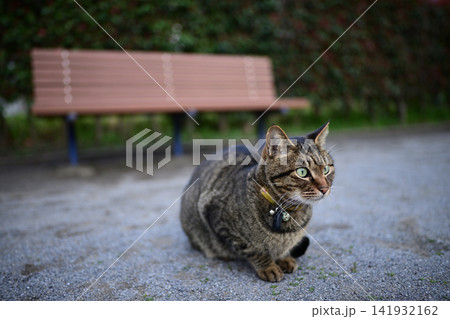 公園のキジトラ猫 公園のキジトラ猫 141932162