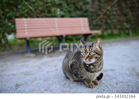公園のキジトラ猫 公園のキジトラ猫 141932164